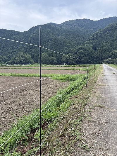 大豆畑20260710