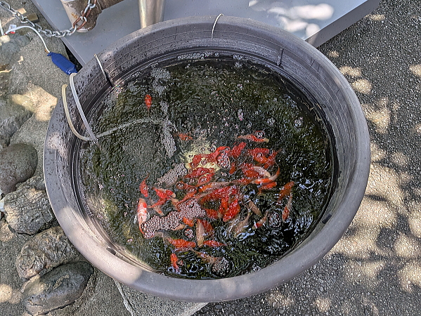 金魚ちょうちん