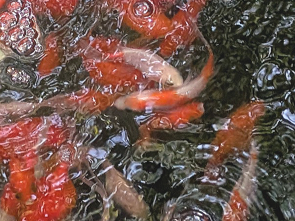 金魚ちょうちん