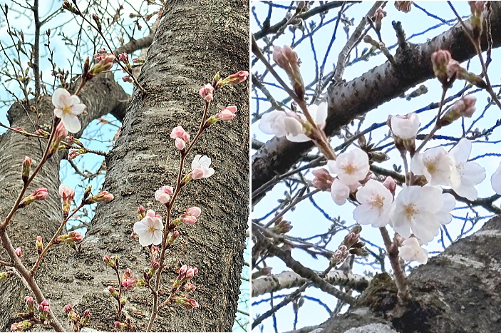 氷菓子工房前桜