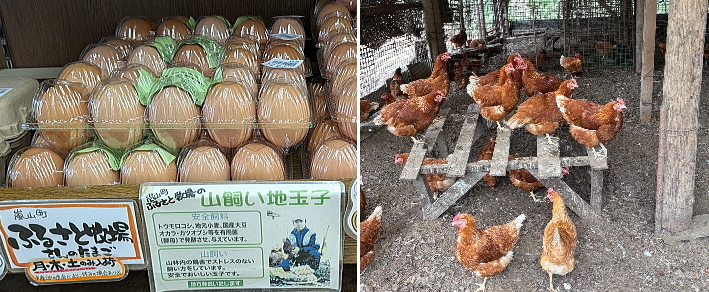 ふるさと牧場さんの玉子